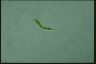 Euglena