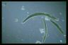 Spirostomum ambiguum