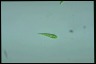 Euglena