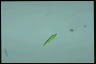 Euglena