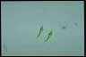 Euglena