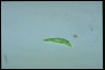 Euglena