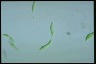 Euglena