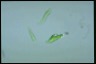 Euglena