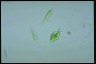 Euglena