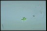 Euglena