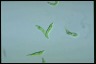 Euglena