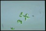 Euglena