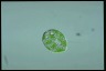 Euglena