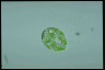 Euglena