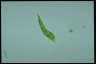 Euglena