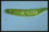 Euglena spirogyra