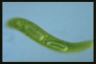 Euglena spirogyra