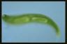 Euglena spirogyra