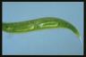 Euglena spirogyra