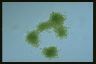 Microcystis