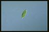 Euglena