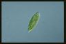 Euglena