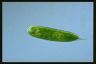 Euglena