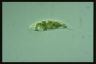 Euglena