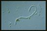 Climacostomum virens