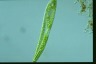 Euglena oxyuris