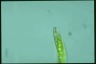 Euglena tripteris