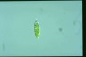 Euglena