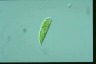 Euglena