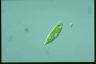 Euglena