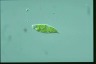 Euglena