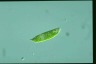 Euglena