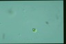 Euglena