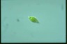 Euglena