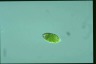 Euglena