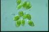 Euglena