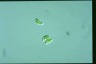 Euglena