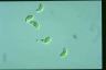 Euglena