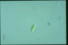 Euglena