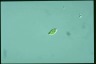 Euglena