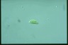 Euglena