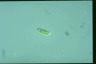 Euglena