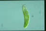 Euglena