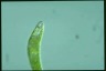 Euglena