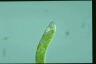 Euglena