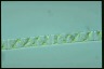 Spirogyra