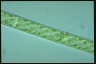 Spirogyra