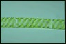 Spirogyra