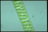 Spirogyra