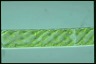 Spirogyra